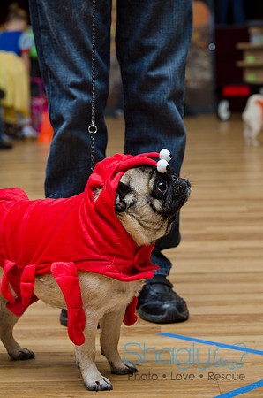 PugOween-220