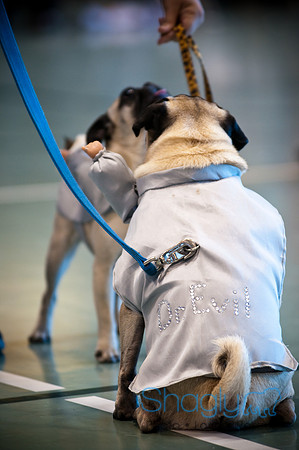 PugOWeen-3483