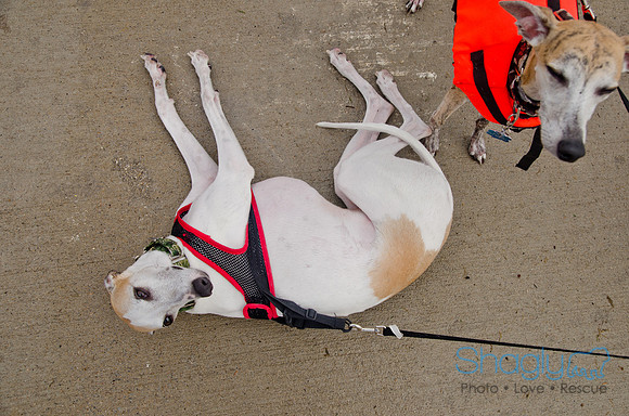 Wags and Waves 2011-362