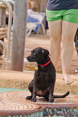 Wags and Waves 2011-170