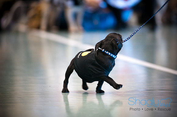 PugOWeen-2958