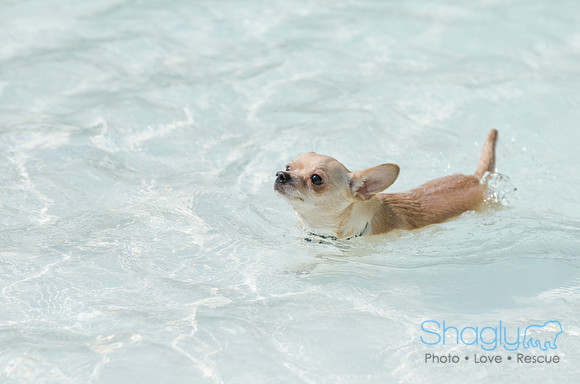 Wags and Waves 2011-454