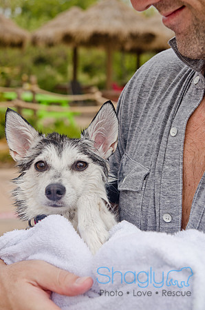 Wags and Waves 2011-383