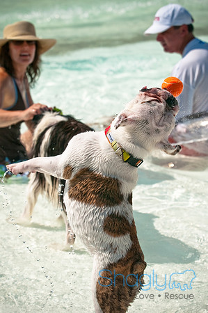 Wags and Waves-164