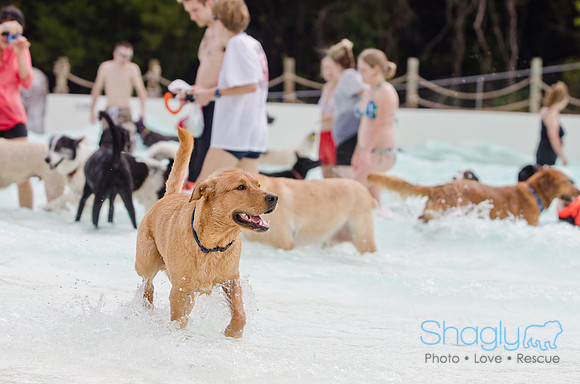 Wags and Waves 2011-139