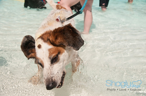 Wags and Waves-256
