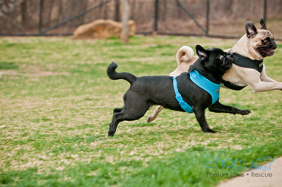 Pug Love Fun Run-130