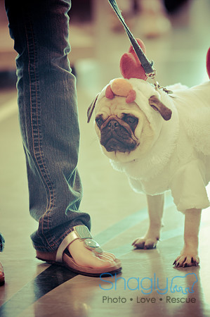 PugOWeen-3735