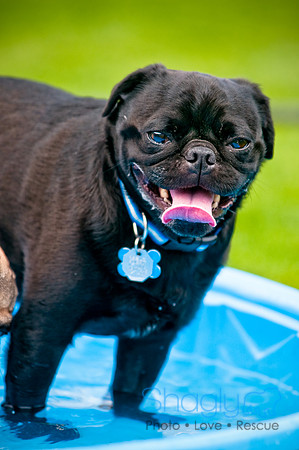 Dog Bowl 2010-87