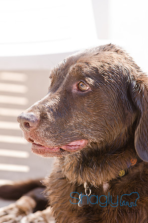 Wags and Waves 2011-451