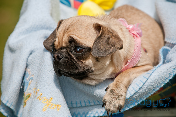 Pug Love Fun Run-171