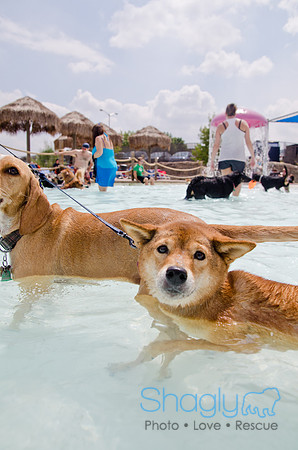 Wags and Waves 2011-205