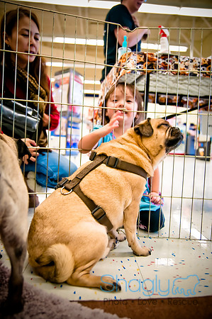 DFW Pug Rescue-38