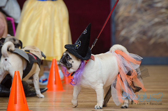 PugOween-102