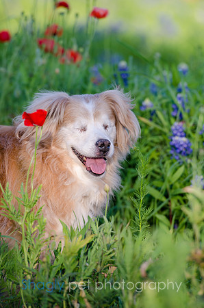 Bluebonnets Pug and Bulldog-3