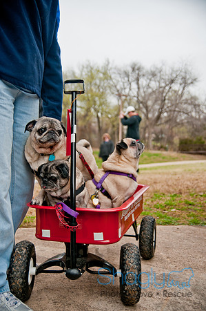 Pug Love Fun Run-59