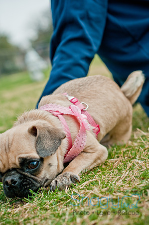 Pug Love Fun Run-219