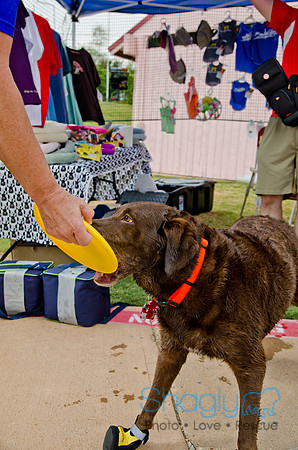 Wags and Waves 2011-196
