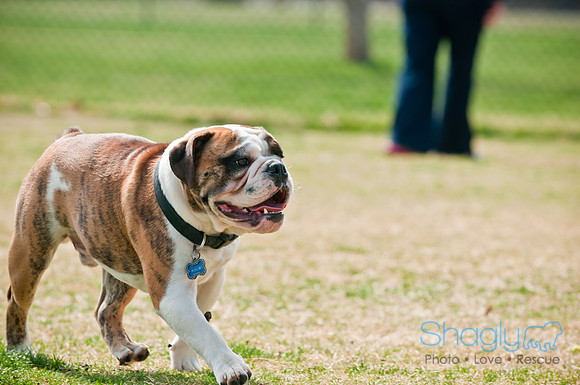 Pug Love Fun Run-167