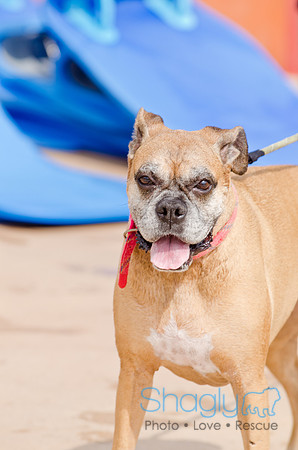 Wags and Waves 2011-93