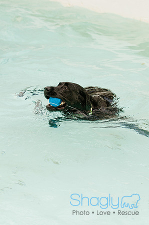 Wags and Waves 2011-99