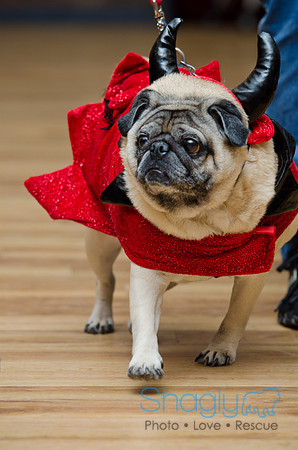 PugOween-143