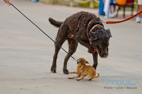 Wags and Waves 2011-33