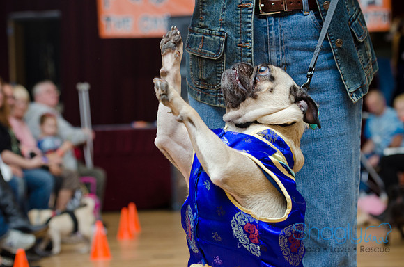 PugOween-84