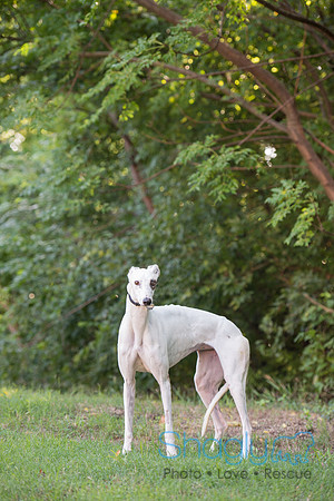 Paloma
