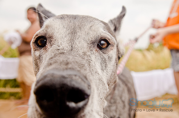 Wags and Waves 2011-335