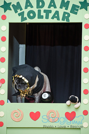 PugOween-99