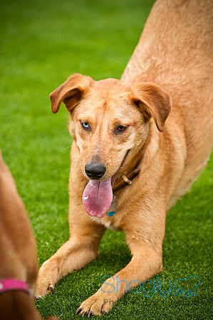 Dog Bowl 2010-81