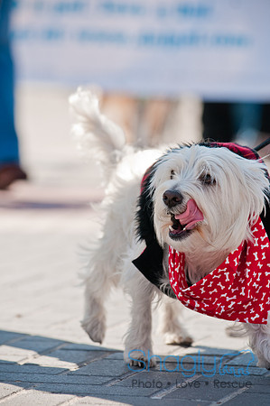 Krewe of Barkus 2011-118