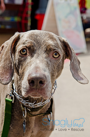 Wags and Waves 2011-186