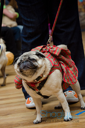 PugOween-210