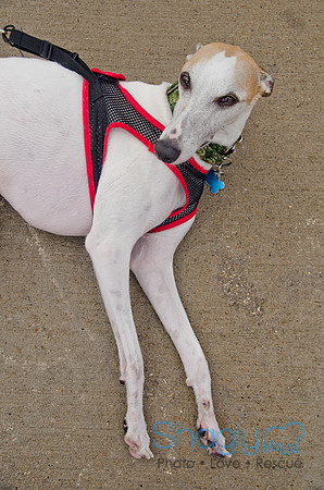 Wags and Waves 2011-365