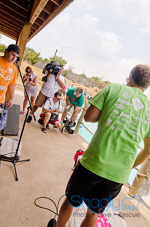 Wags and Waves 2011-416