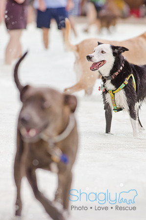 Wags and Waves 2011-142