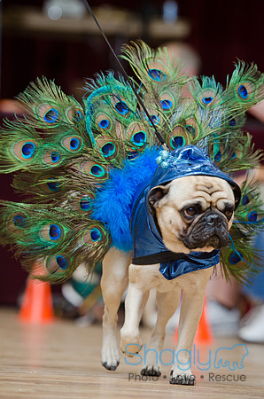 PugOween-20