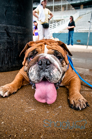 Dog Bowl 2010-126
