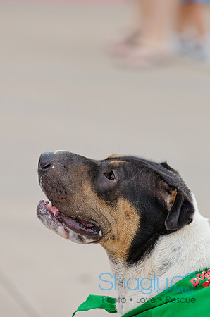 Wags and Waves 2011-79