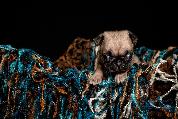 Baby Puggie Project-2