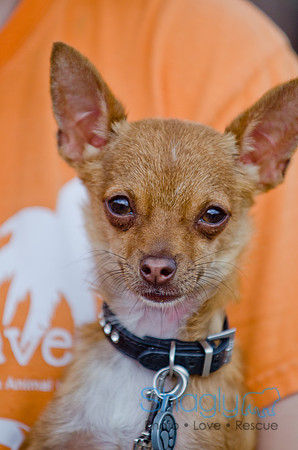 Wags and Waves 2011-37