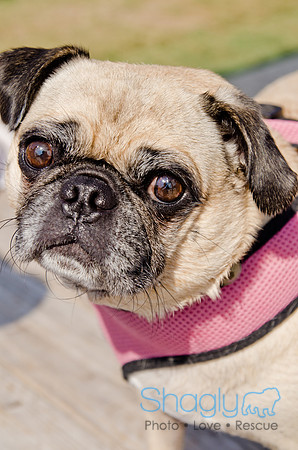Wags and Waves 2011-430