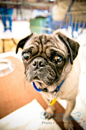 DFW Pug Rescue-37