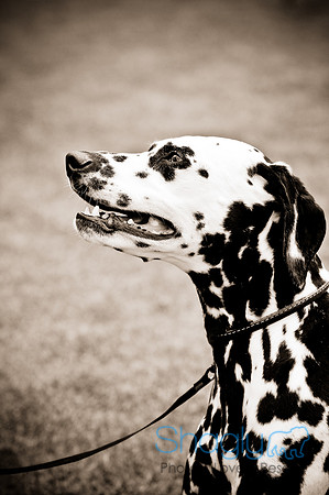 Dog Bowl 2010-73