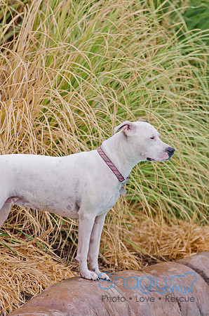 Wags and Waves 2011-126