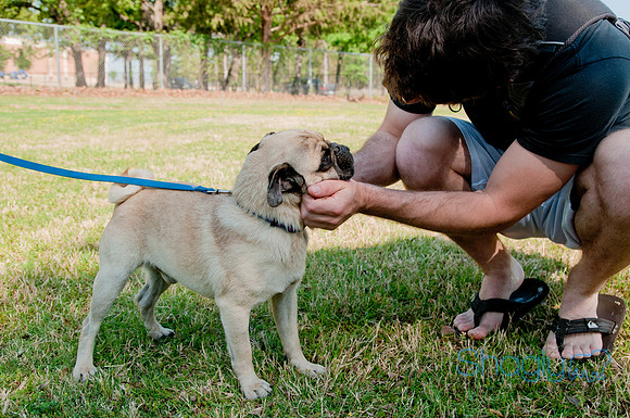 pugapalooza2011-12