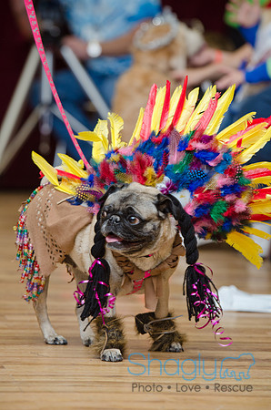 PugOween-61