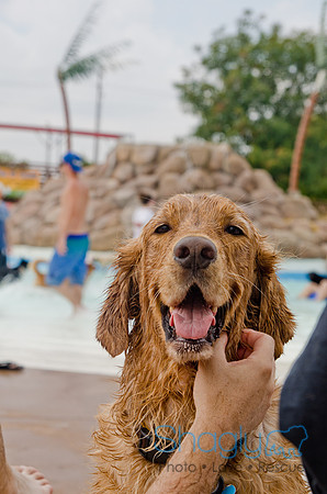 Wags and Waves 2011-299